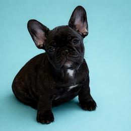 Sarah - Brindle female French Bulldog puppy in Clinton, Tennessee from Summer Rose