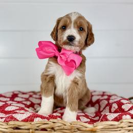 Cherry - Hot Pink Collar - Apricot female Goldendoodle puppy in The Woodlands, Texas from Golden Fields Doodles