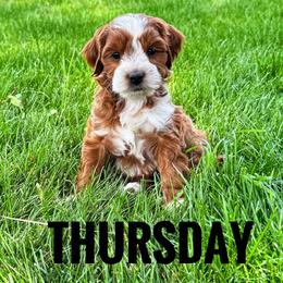 Thursday - Red  male Goldendoodle puppy in Bountiful, Utah from Red Brick Doodles