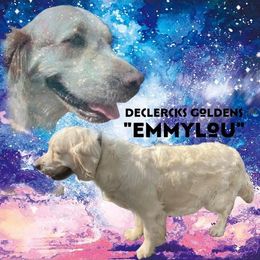 Emmylou - Golden Retriever