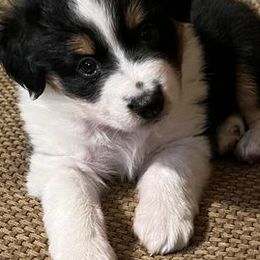 Miniature Australian Shepherds from Haley Dunlap's Miniature Australian Shepherds