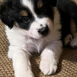 Miniature Australian Shepherds from Haley Dunlap's Miniature Australian Shepherds
