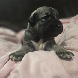 Anatolian Shepherd Dog Puppies from Florida Anatolian Shepherds