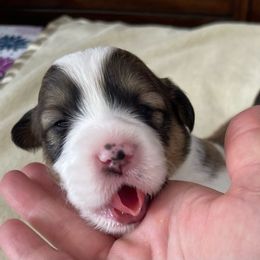 Brody - Sable Pembroke Welsh Corgi puppy in Macomb, Michigan from Corgiland Ranch