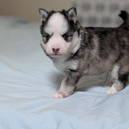 Charlie Male - Black and white male Pomsky puppy in Hurleyville, New York from My Crazy Pomskys
