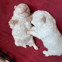 Lagotto Romagnolo Puppies from CreekSide Lagotto
