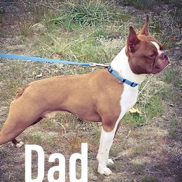 Leo - Boston Terrier