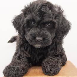Yin - Black male Double Doodle puppy in Lehi, Utah from Our Little Farm Life Doodles