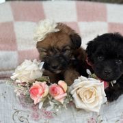 Dawn - Black female Whoodle puppy in Rising Sun, Indiana from Ruby Lane Doodles