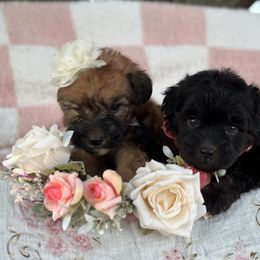 Dawn - Black female Whoodle puppy in Rising Sun, Indiana from Ruby Lane Doodles