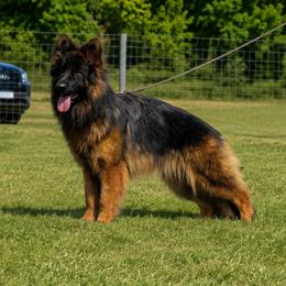 Piper - German Shepherd