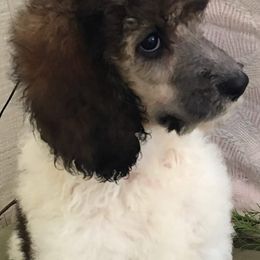 Poodles from Janet's Poodles