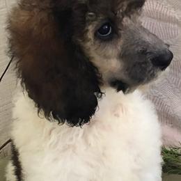 Poodles from Janet's Poodles