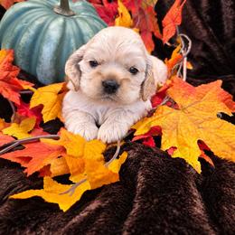 Biscuit - Buff male Cocker Spaniel puppy in Greers Ferry, Arkansas from Lake Area Cuddly Cockers