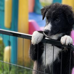 Black Bi Female - Black Australian Shepherd puppy in Mc Alisterville, Pennsylvania from Colibri Acres And Farm