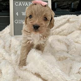 Cavapoo, Cockapoo, Goldendoodle, and Maltipoo Puppies from Perdue Puppies
