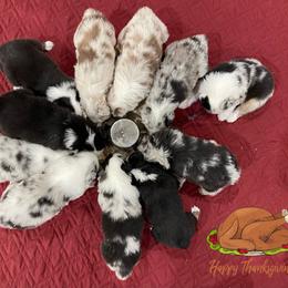 Australian Shepherd, Miniature American Shepherd, Miniature Australian Shepherd, and Toy Australian Shepherd Puppies from Painted Blue Aussies