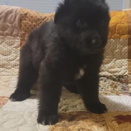 Girl 1 - Black female Belgian Sheepdog puppy in Green Bluff, Washington from Clawson Belgians