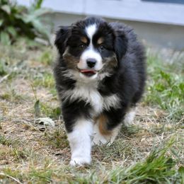 Australian Shepherd and Miniature American Shepherd Puppies from Bright Heart Aussies & Miniature American Shepherds