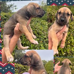 Vixey - Fawn female Great Dane puppy in Wellsville, New York from Prophecy Danes