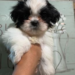 Blue Angel - Black and white male Shih Tzu puppy in Zephyrhills, Florida from Mary’s Shih Tzus