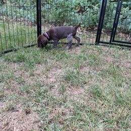Penny - Liver and white female German Shorthaired Pointer puppy in Montague, Michigan from Temple Gun Dogs