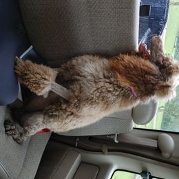 Poodle All Grown Up from Morris Prancing Poodles