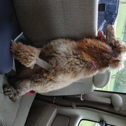 Poodle All Grown Up from Morris Prancing Poodles