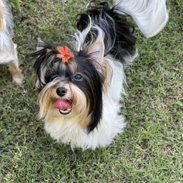 Biewer Terrier and Yorkshire Terrier Puppies from York Town California