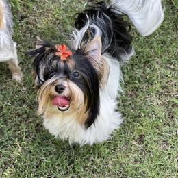 Biewer Terrier and Yorkshire Terrier Puppies from York Town California