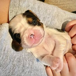 Cavalier King Charles Spaniel Puppies from CK Cavaliers