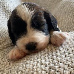 Saint Berdoodle Puppies from Tempe Town Saint Berdoodles