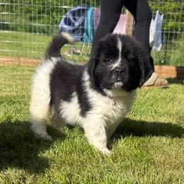 Rosie - White and black female Newfoundland puppy in Claremont, New Hampshire,, New Hampshire from Kinson Ridge Giants