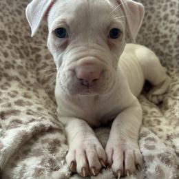 Halo - White female American Pit Bull Terrier puppy in Frederick, Maryland from •Wyngate Pits•