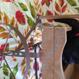 Miniature Schnauzer Puppies from Camp Creek Schnauzers