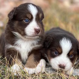 Assorted Doodle Crosses, Aussiedoodles, Australian Shepherds, and Miniature Australian Shepherds from North Lake Doodles