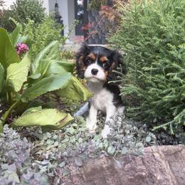 Tri Girl 2 - Tri-color female Cavalier King Charles Spaniel puppy in Marengo, Illinois from Millaray Cavaliers