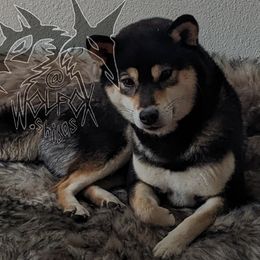 Loppa - Shiba Inu