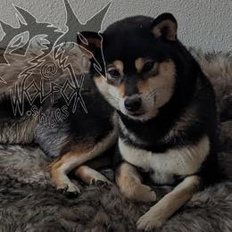 Loppa - Shiba Inu
