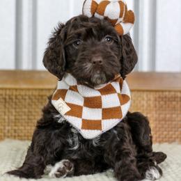 Coral - Chocolate female Goldendoodle puppy in Warsaw, Ohio from Lovabledoodles