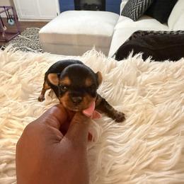 Girl 2 - Black and tan female Yorkshire Terrier puppy in Selden, New York from Alisha's Yorkshire Terriers