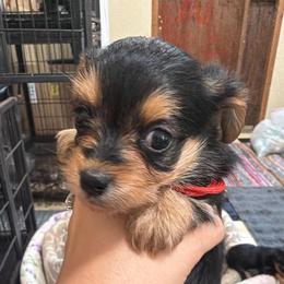 Althia - Chocolate female Morkie puppy in Winston Salem, North Carolina from Patty’s Paws