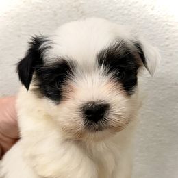 Panda - White female Havanese puppy in Lancaster, South Carolina from 3 Bs Havanese-PUPPIES with  PURPOSE