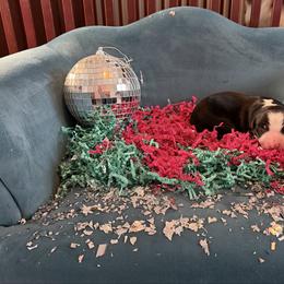 Arrow - Black tri-color female Australian Shepherd puppy in Niles, Michigan from Tara's Australian Shepherds