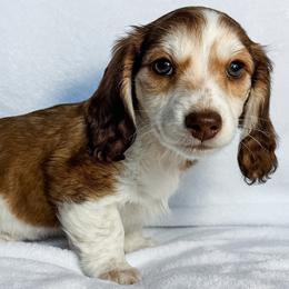 Coral - Piebald female Dachshund puppy in Winamac, Indiana from WZ Kennels