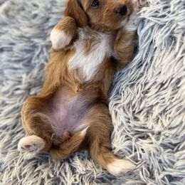 Goldendoodle Puppies from At The Cross Kennel