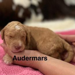 Audemars - Caramel cream female Australian Labradoodle puppy in Alamo, Texas from QuiSal Labradoodles