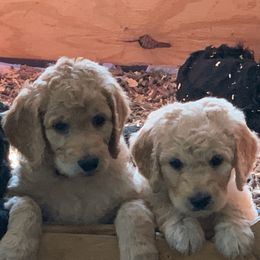 Goldendoodles from Sophie's Darling Doodles