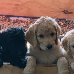 Goldendoodles from Sophie's Darling Doodles