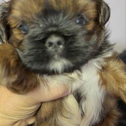 Milo - Red and white male Shih Tzu puppy in Ross County, Ohio from Ashville Shih Tzu Chalet